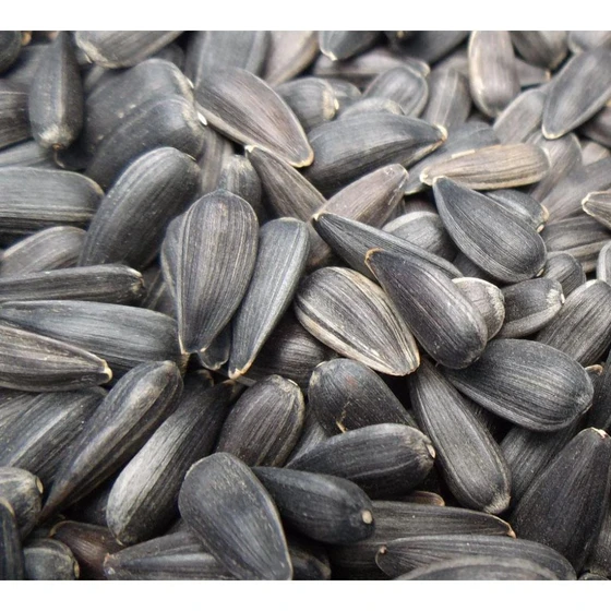 white-sunflower-seed-2.webp