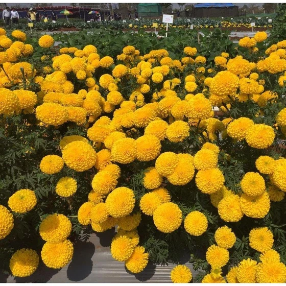 open-field-tokyo-f1-marigold-seeds-2.webp
