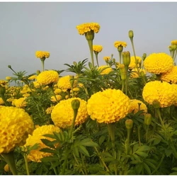 Open Field Tokyo F1 Marigold Seeds