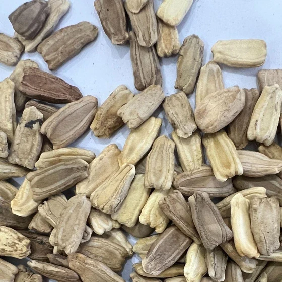 bottle-gaurd-seeds-2.webp