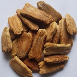 Bottle Gaurd Seeds