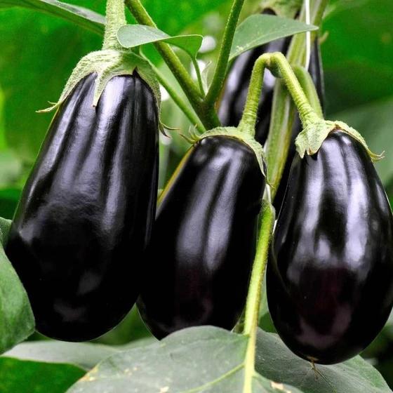 hybrid-brinjal-seeds-2.webp