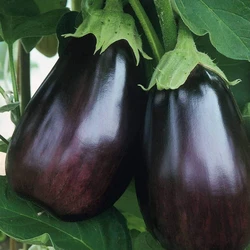 Hybrid Brinjal Seeds