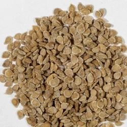 Dried Hybrid Tomato Seed