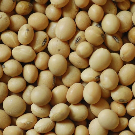 light-brown-soybean-seed-2.webp