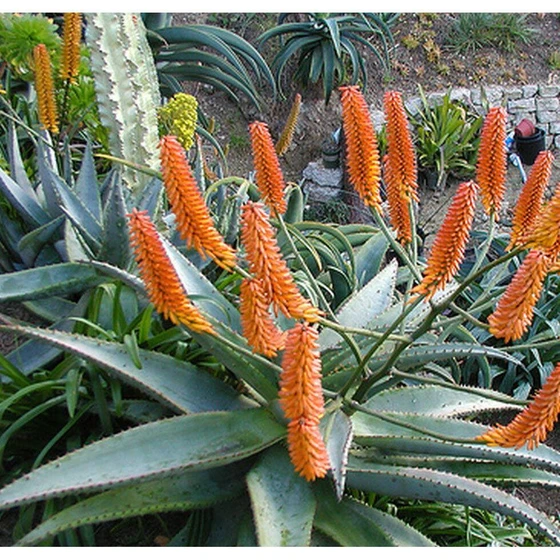 brown-hybrid-aloe-vera-seeds-2.webp