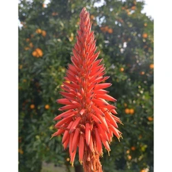 Brown Hybrid Aloe Vera Seeds