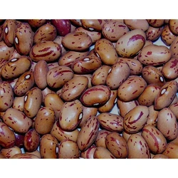Dried 183 Beans Seed 