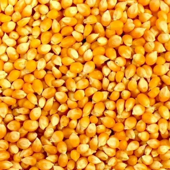 yellow-maize-seeds-1.webp