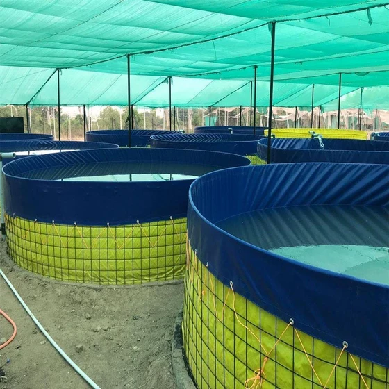 biofloc-aquaculture-tank-2.webp