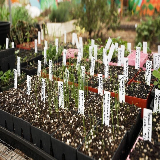 garden-seedling-tray-2.webp