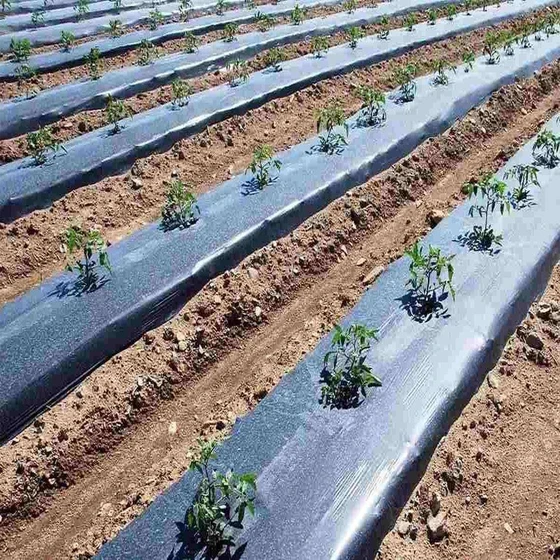 agriculture-mulching-film-2.webp