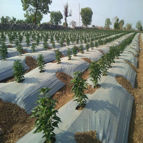 ldpe-agriculture-mulch-film-2.webp