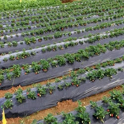 Ldpe Agriculture Mulch Film