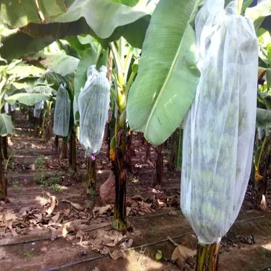 non-woven-fabric-banana-cover-2.webp
