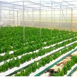 Coconut Grow Bags