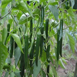 Green chilli kitchen garden