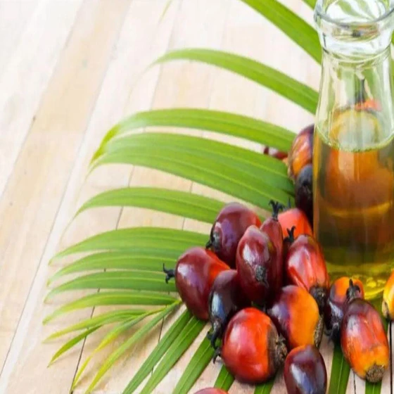 palm-organic-oil-1.webp