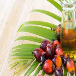 Palm Organic Oil