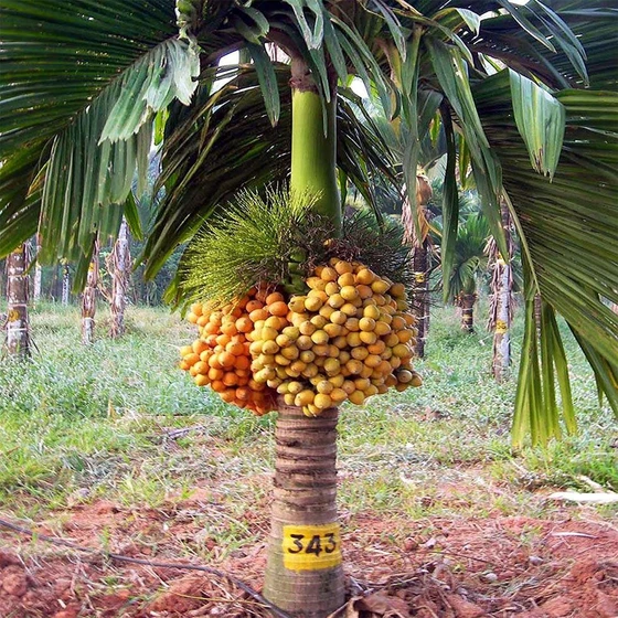 cultivated-betel-nuts-1.webp