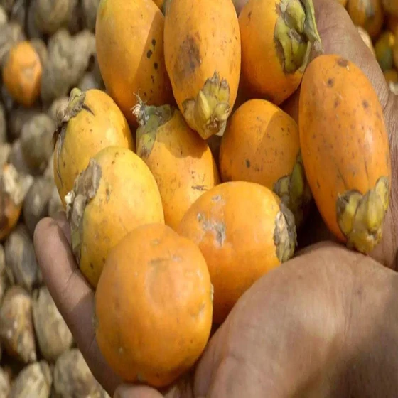 cultivated-betel-nuts-2.webp