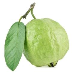 Round Guava Fruit — Common type food grade pure
