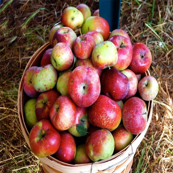 farm-organic-apple-fruit-2.webp