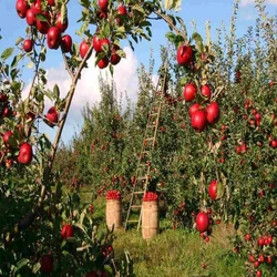 Farm Organic Apple Fruit