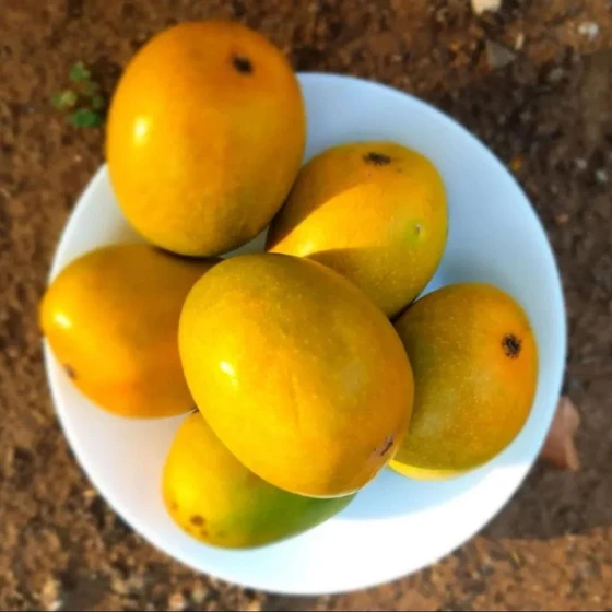 yellow-alphonso-mango-2.webp