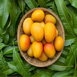 Yellow Alphonso Mango