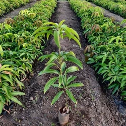 Organic Mango Plant