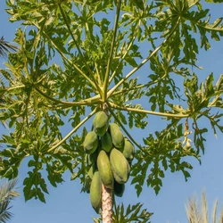 Common Papaya Plant
