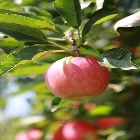 natural-red-apple-2.webp
