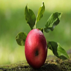 Natural Red Apple
