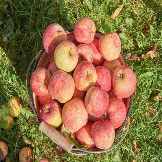 organic-delicious-apple-2.webp