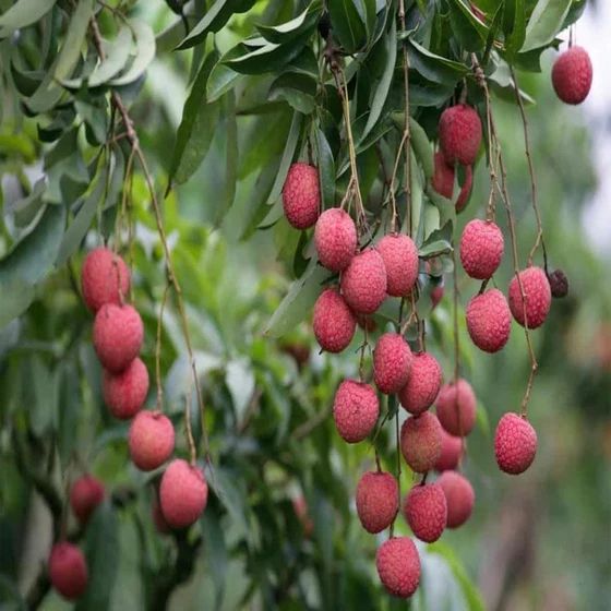 commonly-fresh-litchi-2.webp