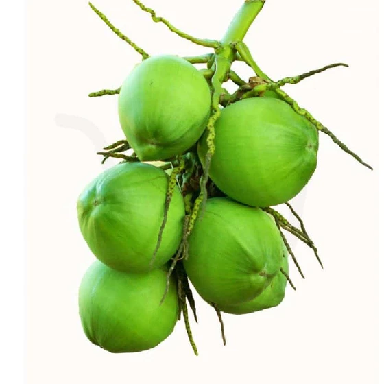 green-fresh-coconut-2.webp