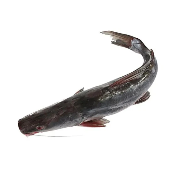 fresh-catfish-seeds-2.webp