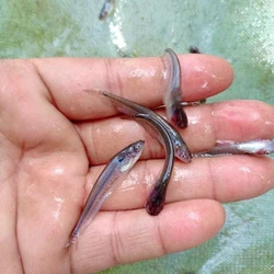 Pabda Fish Seeds