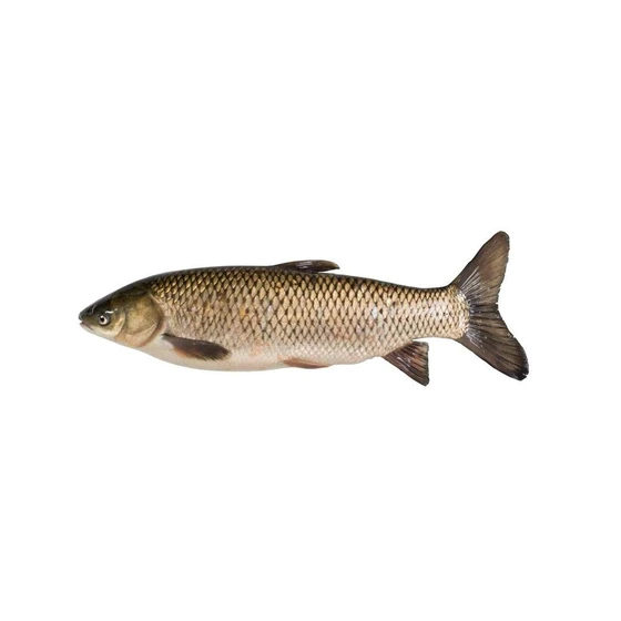 fresh-carp-fish-1.webp