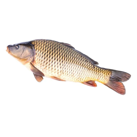 fresh-carp-fish-2.webp