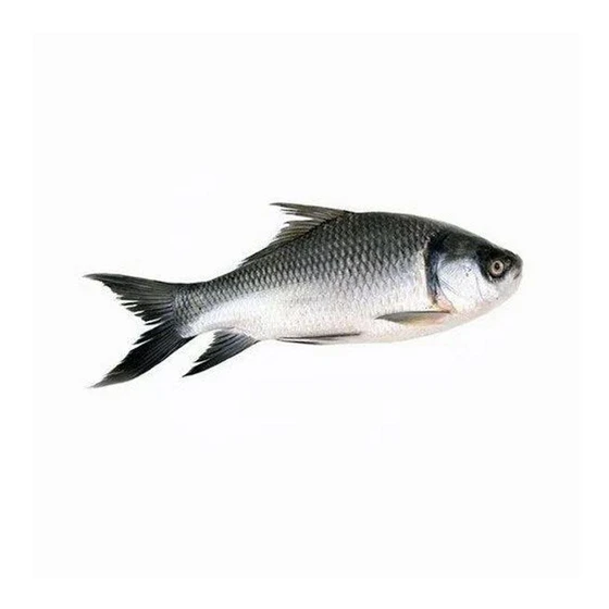 raw-kotkoti-fish-2.webp