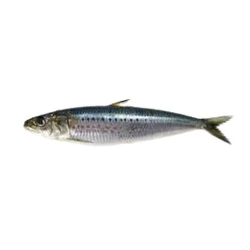 Raw Kotkoti Fish