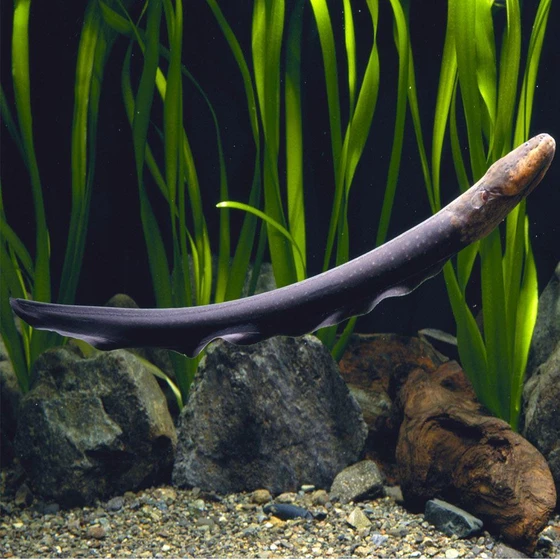 electric-eel-fish-2.webp