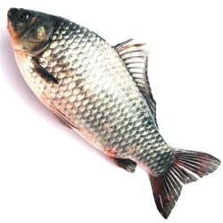 Raw Katla Fish