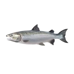 Fresh Salmon Fish