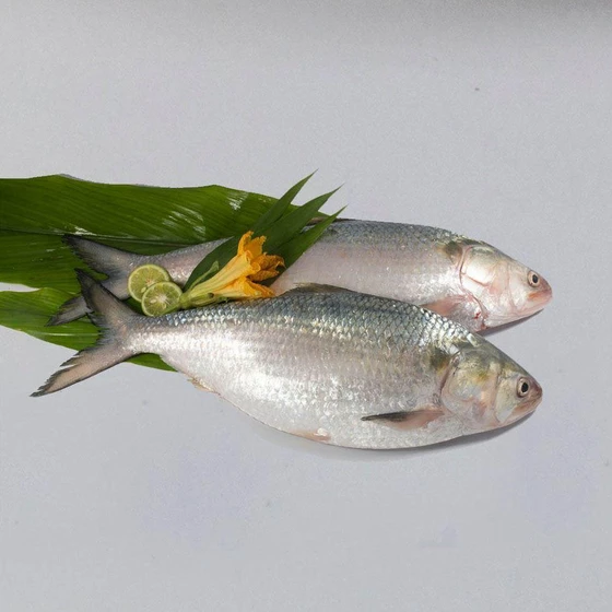 hilsa-fresh-fish-2.webp