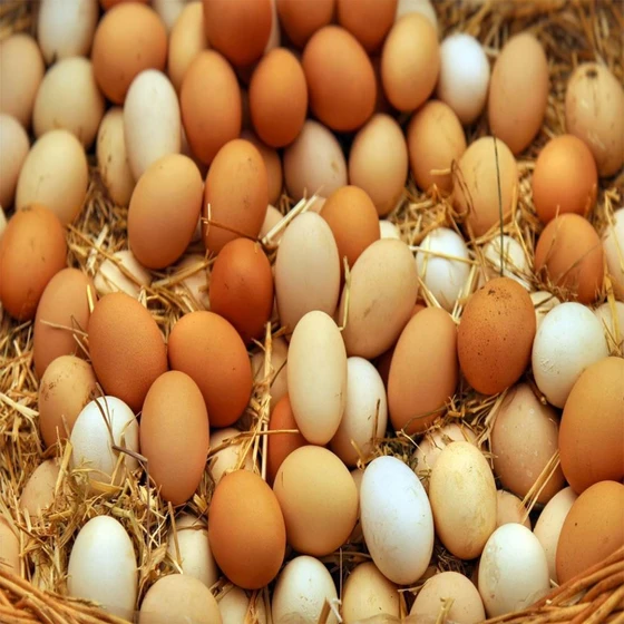 chicken-poultry-egg-1.webp