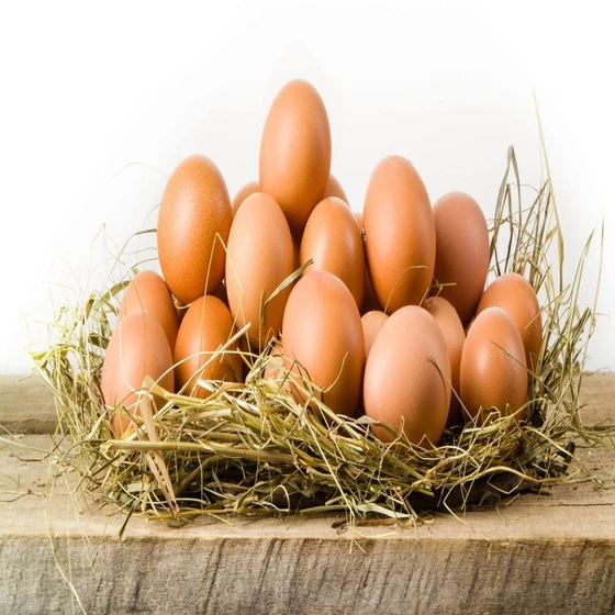 chicken-poultry-egg-2.webp