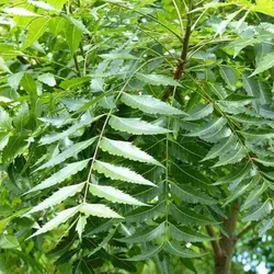 Organic Neem Leaves